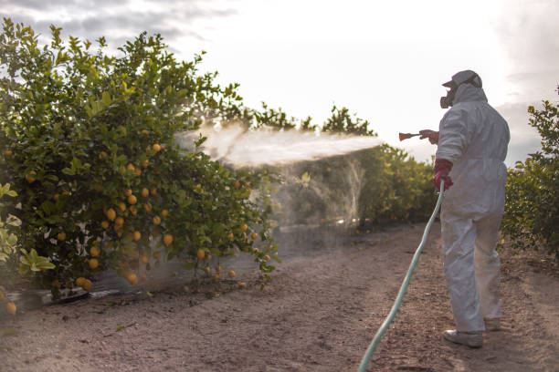 Best Mosquito Control Services  in Steep Falls, ME