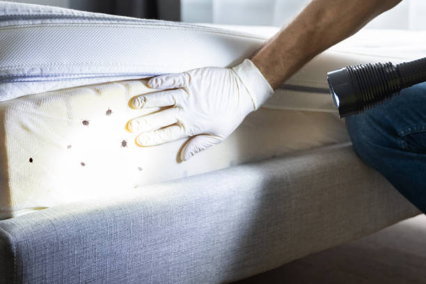 Flea Control Services in Steep Falls, ME