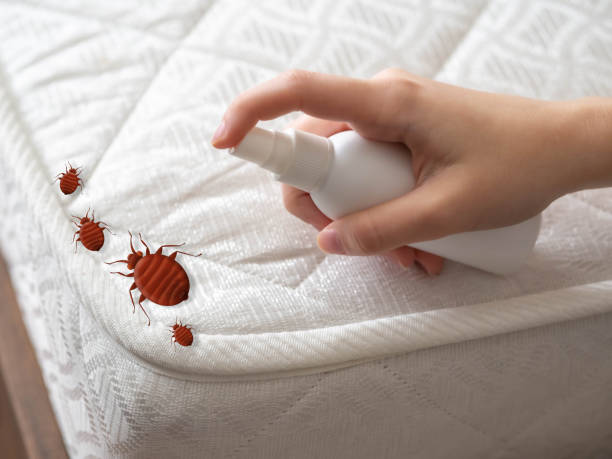 Best Flea Control Services  in Steep Falls, ME